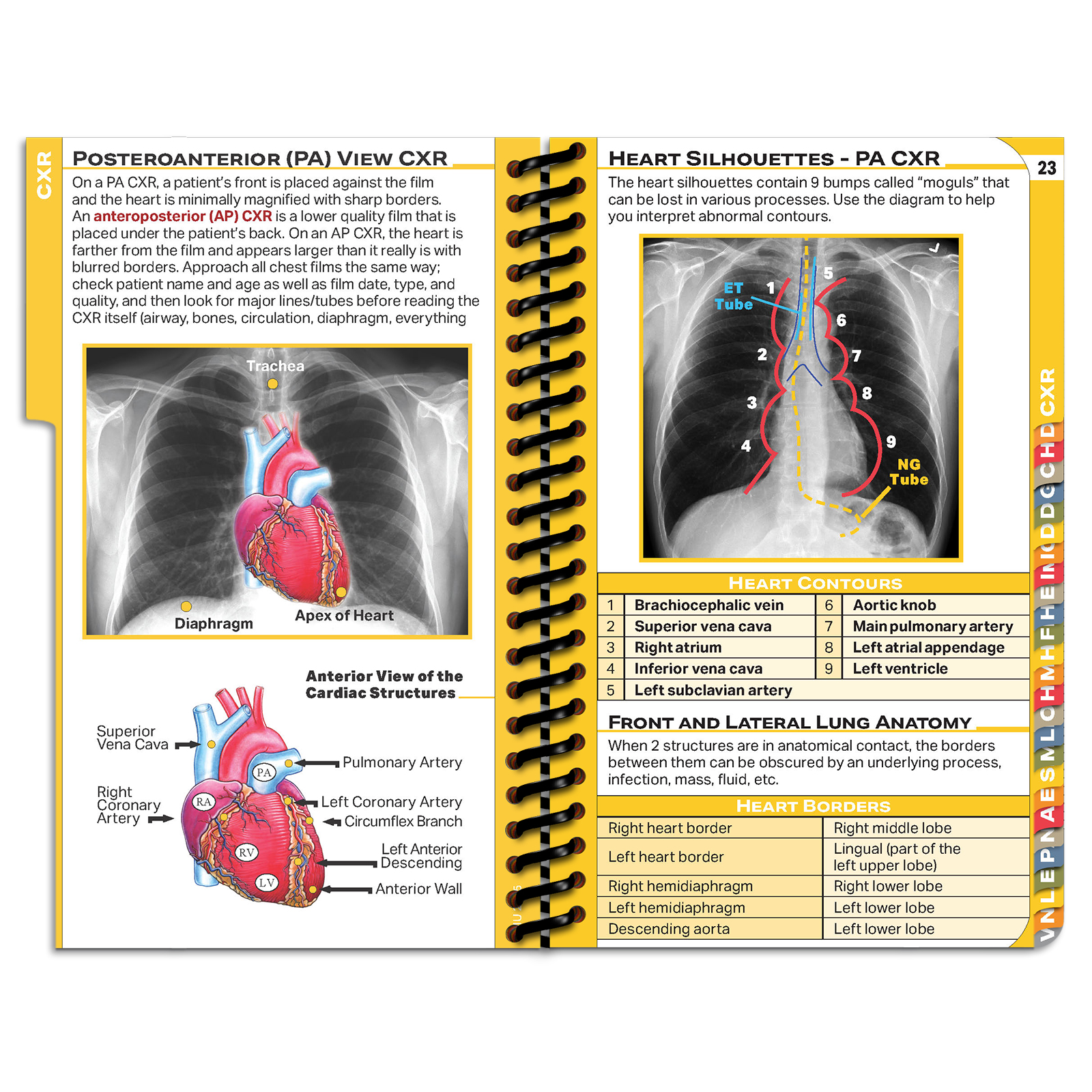 DOpocket Lincoln Memorial University
